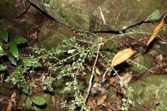 Citrus australasica