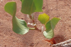 Rumex venosus