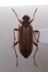 Cortodera humeralis