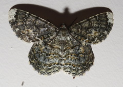 Amblychia subrubida