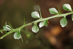 Citrus australasica