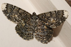 Amblychia subrubida