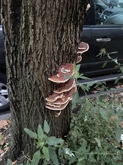 Ganoderma sessile