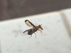 Diacrita