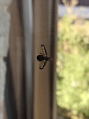 Diacrita