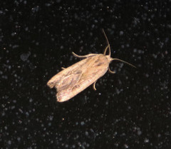 Micrathetis