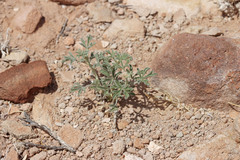 Sphaeralcea grossulariifolia