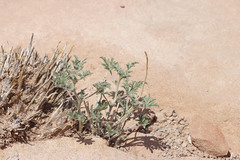 Sphaeralcea grossulariifolia