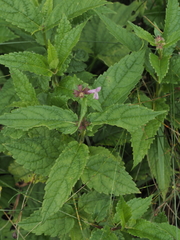 Stachys latidens