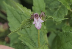 Stachys latidens