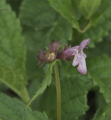 Stachys latidens