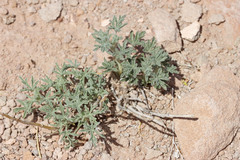 Sphaeralcea grossulariifolia