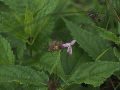 Stachys latidens