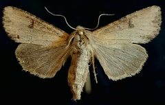 Apamea alia