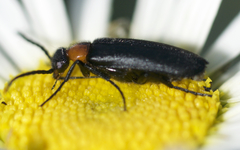 Nemognatha nemorensis