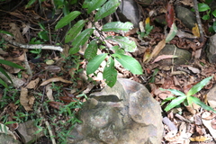 Eupomatia laurina