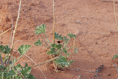 Sphaeralcea parvifolia