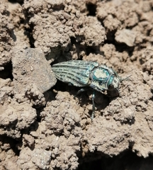 Ectinogonia speciosa