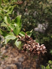Escallonia illinita
