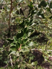 Escallonia illinita