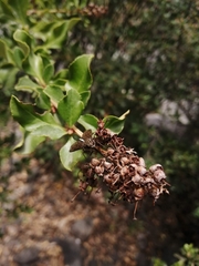 Escallonia illinita
