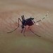 Aedes polynesiensis - Photo (c) Nuno Veríssimo P., μερικά δικαιώματα διατηρούνται (CC BY-NC-SA), uploaded by Nuno Veríssimo P.