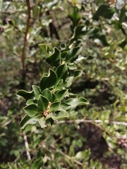 Escallonia illinita