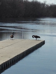 Branta canadensis