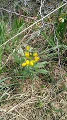 Thermopsis divaricarpa