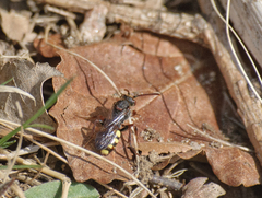 Nomada leucophthalma