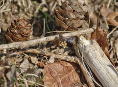 Nomada leucophthalma