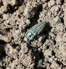 Ectinogonia speciosa