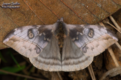 Hylesia annulata