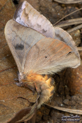 Hylesia annulata