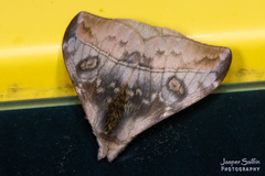 Hylesia annulata