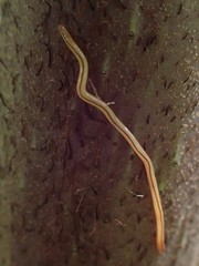 Geonemertes pelaensis