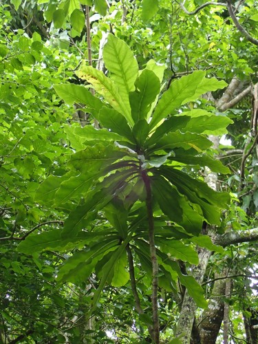 Meryta pauciflora observed 2019-04-29