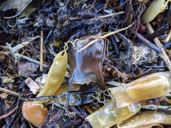 Scyliorhinus canicula