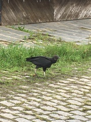 Coragyps atratus