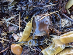 Scyliorhinus canicula