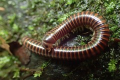 Leptogoniulus sorornus