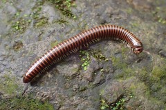 Leptogoniulus sorornus