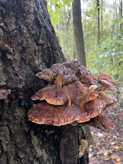 Inonotus quercustris