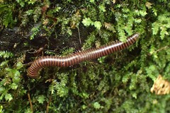 Leptogoniulus sorornus