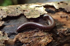 Leptogoniulus sorornus