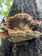 Inonotus quercustris