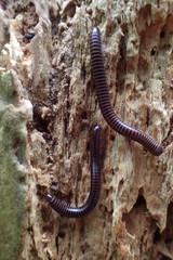 Leptogoniulus sorornus