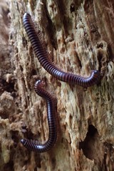 Leptogoniulus sorornus