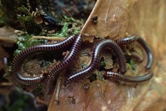 Leptogoniulus sorornus