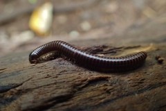 Leptogoniulus sorornus